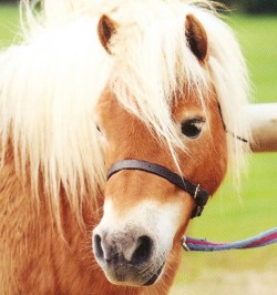 Shetland Pony Club