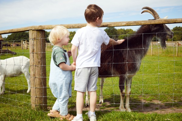 Piglets Adventure Farm in York